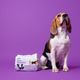 Dashi Dog Diapers 12szt. - pieluchy dla psa, psie pampersy, czarne