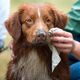 Hownd Yup You Stink! Emergency Dog Wipes 7szt. - duże, nawilżane chusteczki dla psa i kota, usuwają brud i brzydką woń