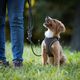 Max&Molly Rope Leash Matrix 2.0 200cm Stone - Adjustable Rope Leash for Dogs, Gray