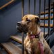 Max&Molly GOTCHA! Smart ID Matrix 2.0 Collar Rose - obroża dla psa z identyfikatorem QR, pastelowa różowa