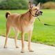 PetSafe Easy Walk Headcollar Black - kantar dla psa, obroża uzdowa i smycz