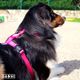 Dashi Solid Back Harness Pink - regulowane szelki guard dla psa, różowe