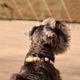 Dashi Stripes Orange & Black Collar - obroża dla psa, paski