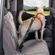 Kurgo Direct to Seatbelt Tether - pas samochodowy dla psa, regulowana długość