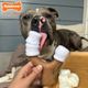 Nylabone Strong Chew Marshmallow Stick - Hard Dog Chew, Marshmallow on a Stick with Marshmallow & Peanut Butter Scent