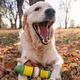 PetSafe Busy Buddy Cravin' Corncob - gryzak z przysmakiem dla psa, kukurydza