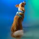 Dashi Lumix Borealis Back Harness - Adjustable Guard Harness for Dogs, Blue-Green