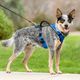 PetSafe Easy Sport Harness Blue - bezuciskowe szelki dla psa, niebieskie