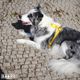 Dashi Solid Back Harness Yellow - regulowane szelki guard dla psa, żółte