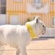 Dashi Colorflex Collar Yellow - wodoodporna obroża dla psa, żółta