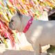 Dashi Colorflex Collar Pink - wodoodporna obroża dla psa, różowa