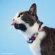 Dashi Betty You Cat Collar - obroża dla kota, wzór Betty Boop, wielobarwna