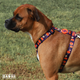 Dashi Pumpkin Back Harness - regulowane szelki guard dla psa, wzór w dynie Halloween