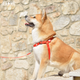 Dashi Solid Front Harness Red - szelki norweskie dla psa, no-pull, czerwone