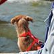 Dashi Colorflex Back Harness Red - regulowane, wodoodporne szelki guard dla psa, czerwone