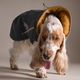 Hurtta Walk All Season Jacket Blackberry - Year-Round Dog Jacket, Gray