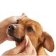Bugalugs Tear Stain Remover - Gentle Solution for Removing Tear Stains Under a Dog’s Eyes