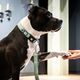 Max&Molly GOTCHA! Smart ID Matrix 2.0 Collar Jade- obroża dla psa z identyfikatorem QR, miętowa