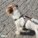 Dashi Solid Back Harness Grey - regulowane szelki guard dla psa, szare