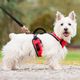 PetSafe Easy Sport Harness Red - bezuciskowe szelki dla psa, czerwone