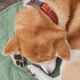 Hurtta Casual Collar Eco Cinnamon - obroża dla psa, z recyklingowych materiałów