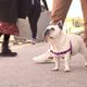 Dashi Solid Front Harness Purple - szelki norweskie dla psa, no-pull, fioletowe