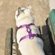 Dashi Solid Back Harness Purple - regulowane szelki guard dla psa, fioletowe