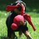 KONG Wubba Red - szarpak z piłką dla psa, piszczący, czerwony