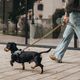 Julius-K9 MoreColor Leash Leopard 120cm - smycz taśmowa dla psa, neoprenowy uchwyt, żółto-turkusowa