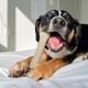 Nylabone Gourmet Knuckle Bone XL - Durable Dog Chew with Filet Mignon Flavour