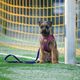 Max&Molly FC Barcelona Short Leash 120cm - krótka smycz dla psa, z motywem klubu piłkarskiego