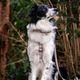 Max&Molly GOTCHA! Smart ID Matrix 2.0 Extra Wide Collar Sand - Wide Dog Collar with QR ID Tag, Sandy Beige