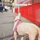 Dashi Stripes Red & Blue Back Harness - regulowane szelki guard dla psa, paski czerwono-niebieskie
