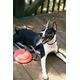 Dexas Off-Leash - Reflective Dog Leash 2,5x180cm