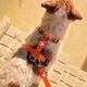 Dashi Solid Back Harness Orange - regulowane szelki guard dla psa, pomarańczowe