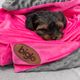 Biglo Minky Cat & Dog Blanket Pink - Soft & Cosy