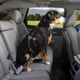 Kurgo Direct to Seatbelt Swivel Tether - regulowany pas samochodowy dla psa, obrotowy karabińczyk