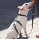 Dashi Colorflex Leash Black 120cm - miejska, wodoodporna smycz dla psa, czarna