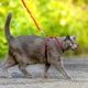 PetSafe Easy Walk Cat Harness Red - szelki i smycz bungee dla kota, czerwone