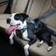 Kurgo Impact Dog Car Harness - szelki samochodowe dla psa