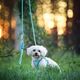 Max&Molly Rope Leash Matrix 2.0 200cm Turquoise - Adjustable Rope Leash for Dogs, Turquoise