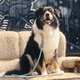 Max&Molly Rope Leash Matrix 2.0 200cm Jade - Adjustable Rope Leash for Dogs, Mint