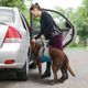 Kurgo Dog Lifter - uprząż rehabilitacyjna dla psa, szelki ułatwiające podnoszenie psa