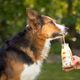 SmoothieDog Summer PinaPawLada 250ml - smoothie dla psa, królik z owocami i warzywami