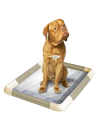 Record Puppy Pad Holder - modułowa kuweta dla psa na podkłady higieniczne do nauki czystości