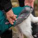 Kevyt Pomppa for Harness Forest - ciepła kurtka przeciwdeszczowa dla psa, z otworem na szelki, zielony