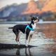 Coralpina Faloria Adjustable Harness Pink Fluo - regulowane szelki dla małych i średnich psów, neonowe różowe