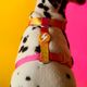 Dashi Lumix Solar Back Harness - Adjustable Guard Harness for Dogs, Pink & Yellow