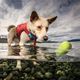 Kurgo Skipping Stones 3szt. - zabawki do wody dla psa, pływające aporty