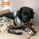 Nylabone Power Chew Basted Blast Bone - twardy gryzak dla psa, dwusmakowa kość, bekon i stek